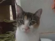 Menina