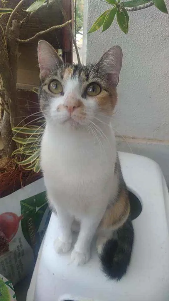 Gato ra a Srd idade 1 ano nome Menina