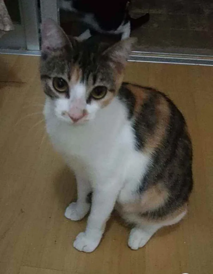 Gato ra a Srd idade 1 ano nome Menina