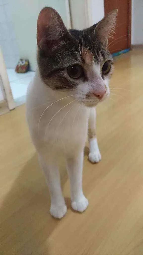 Gato ra a Srd idade 1 ano nome Menina