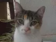 Menina