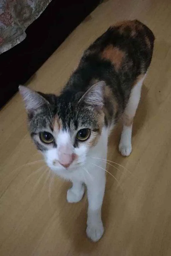 Gato ra a Srd idade 1 ano nome Menina