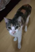 Menina