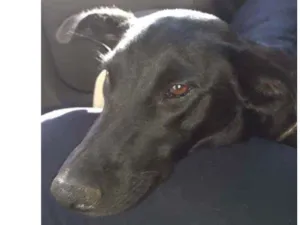 Cachorro raça Sem raça  definida  idade 1 ano nome Pretinha 