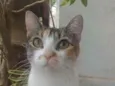 Menina