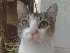 Gato raça Srd idade 1 ano nome Menina
