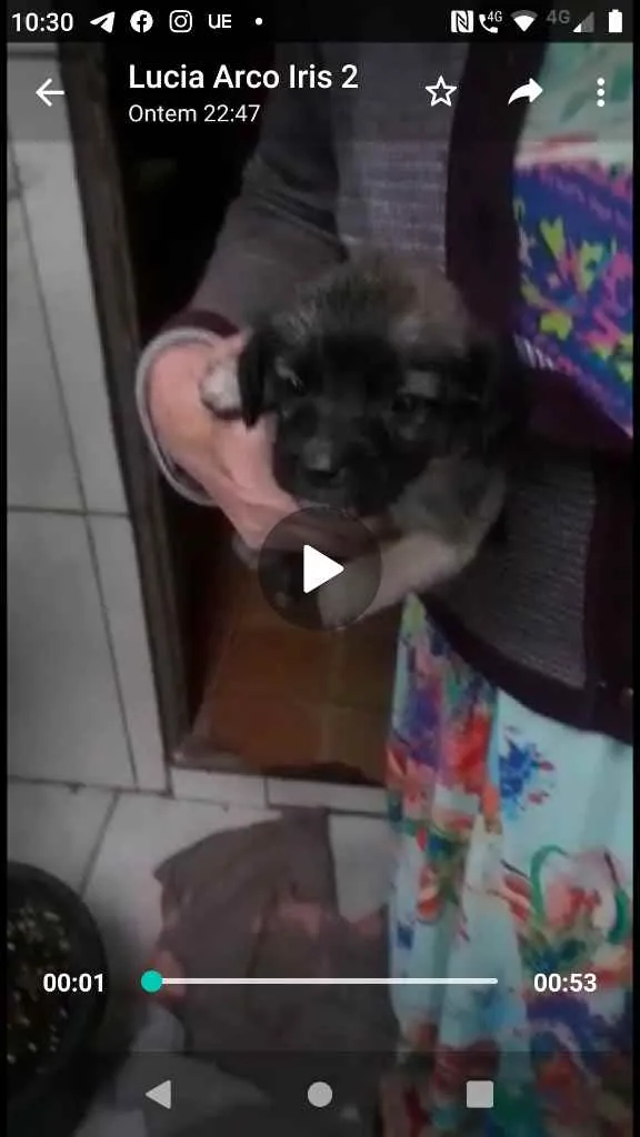 Cachorro ra a Mix de poodle idade Abaixo de 2 meses nome Ainda não possui