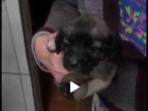 Cachorro ra a Mix de poodle idade Abaixo de 2 meses nome Ainda não possui