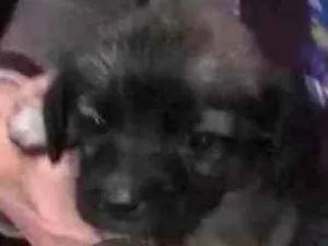 Cachorro raça Mix de poodle idade Abaixo de 2 meses nome Ainda não possui