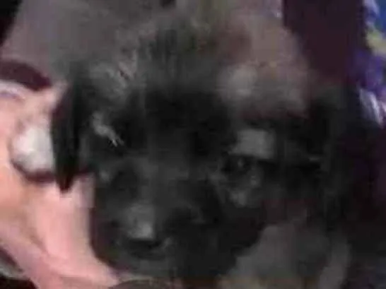 Cachorro ra a Mix de poodle idade Abaixo de 2 meses nome Ainda não possui