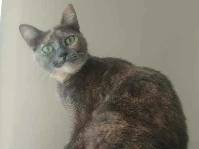 Gato ra a Srd idade 2 anos nome Agnes