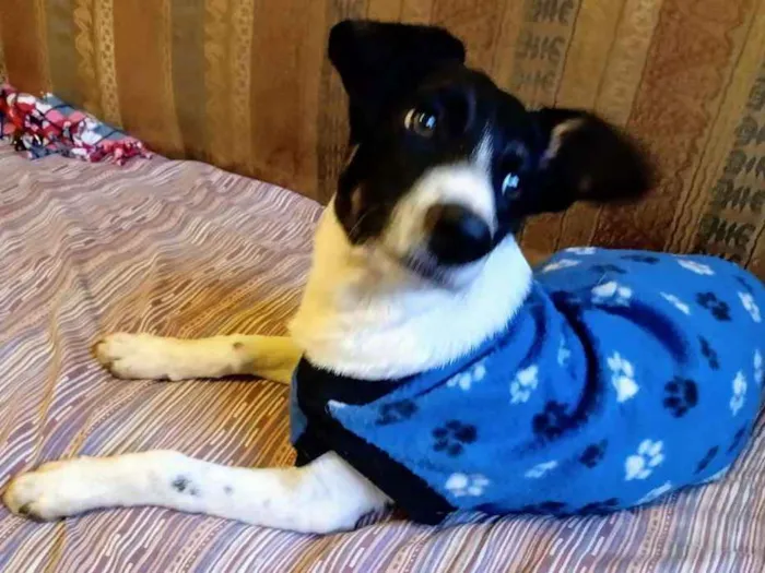 Cachorro ra a Srd idade 7 a 11 meses nome Barish