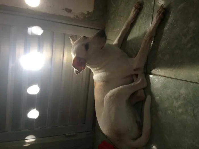 Cachorro ra a labrador com dog brasileiro  idade 3 anos nome sol
