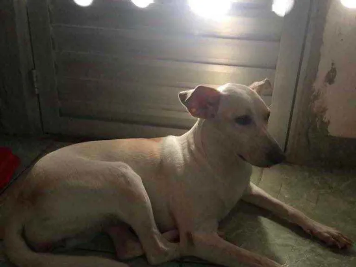 Cachorro ra a labrador com dog brasileiro  idade 3 anos nome sol