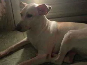 Cachorro raça labrador com dog brasileiro  idade 3 anos nome sol