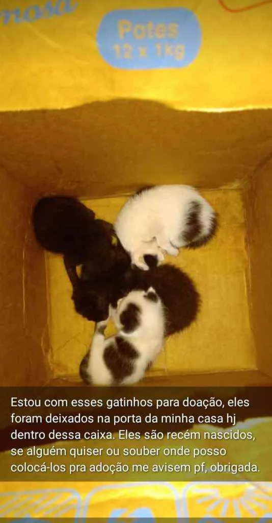 Gato ra a Vira lata  idade Abaixo de 2 meses nome Não tem nome