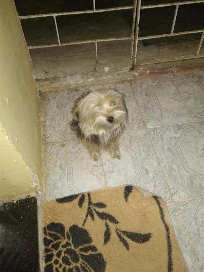 Cachorro ra a Yorkshire Terrier idade 2 anos nome Theu