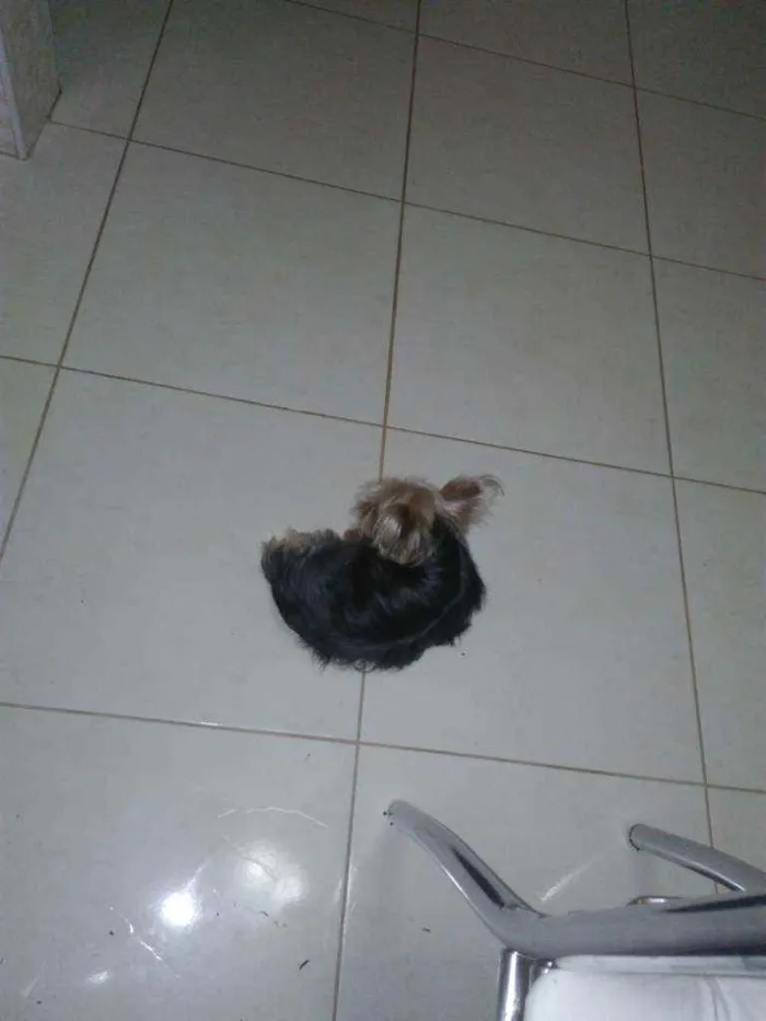 Cachorro ra a Yorkshire Terrier idade 2 anos nome Theu