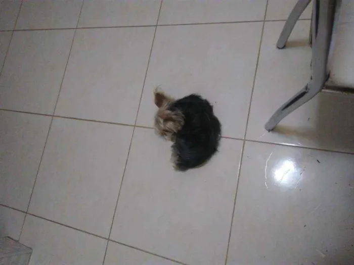 Cachorro ra a Yorkshire Terrier idade 2 anos nome Theu