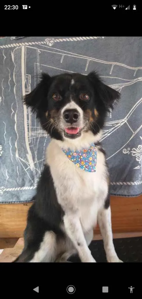 Cachorro ra a Srd idade 3 anos nome Princesa
