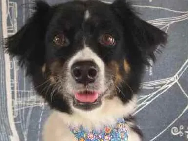Cachorro ra a Srd idade 3 anos nome Princesa