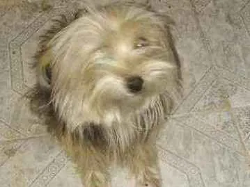 Cachorro ra a Yorkshire Terrier idade 2 anos nome Theu