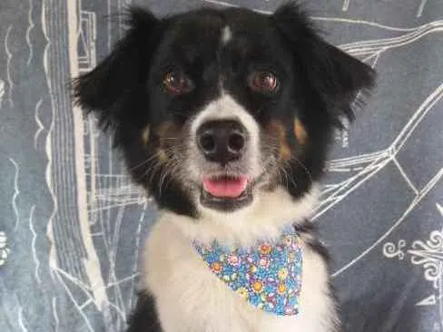 Cachorro ra a Srd idade 3 anos nome Princesa