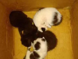 Gato raça Vira lata  idade Abaixo de 2 meses nome Não tem nome