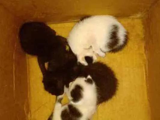 Gato ra a Vira lata  idade Abaixo de 2 meses nome Não tem nome