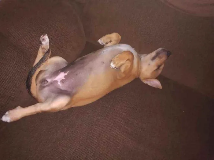 Cachorro ra a Vira lata idade 7 a 11 meses nome Vovó