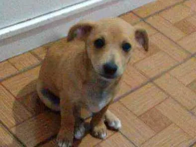 Cachorro ra a Vira lata idade 7 a 11 meses nome Vovó