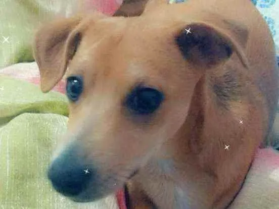 Cachorro ra a Vira lata idade 7 a 11 meses nome Vovó
