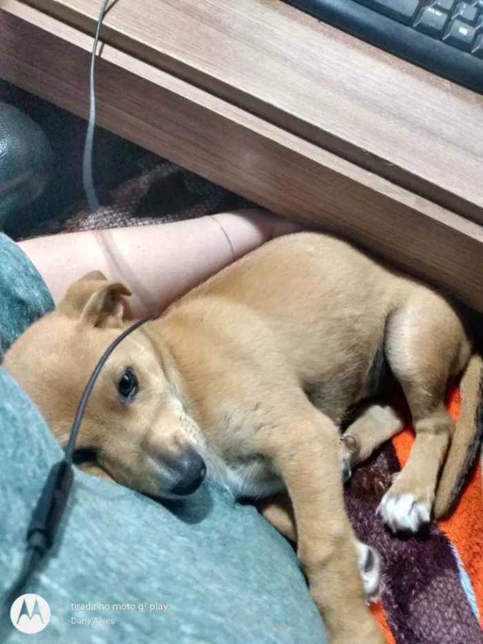 Cachorro ra a Vira lata idade 7 a 11 meses nome Vovó