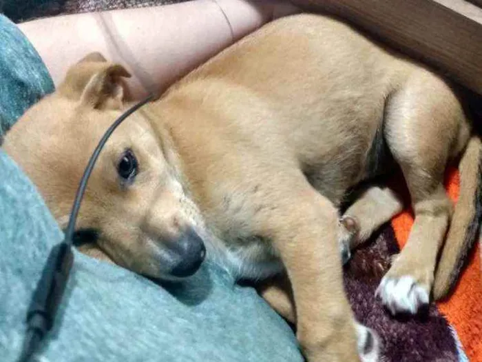 Cachorro ra a Vira lata idade 7 a 11 meses nome Vovó