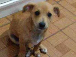 Cachorro raça Vira lata idade 7 a 11 meses nome Vovó