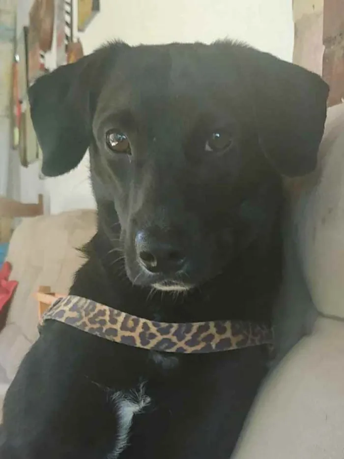 Cachorro raça Indefinido  idade  nome Fugencio 
