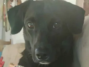 Cachorro raça Indefinido  idade  nome Fugencio 