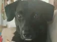 Fugencio