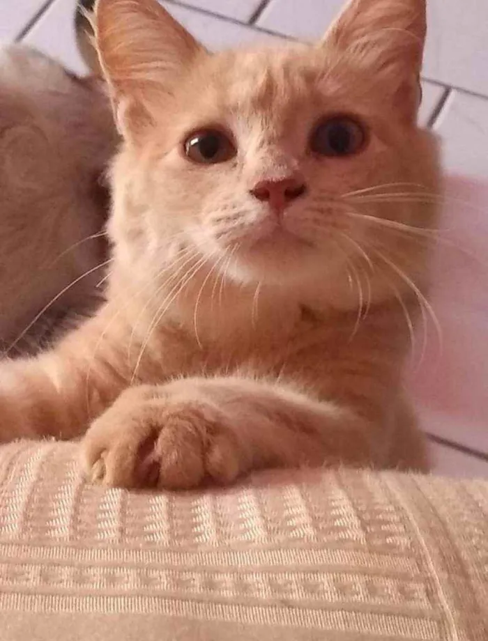 Gato ra a Srd idade 1 ano nome Debby