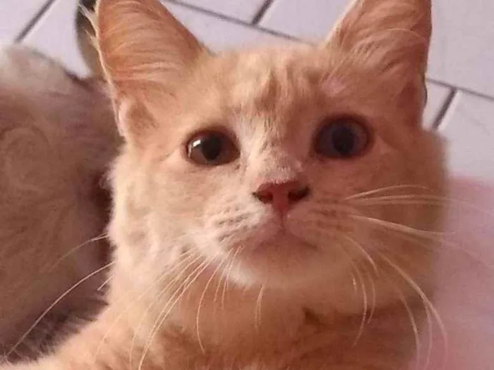 Gato ra a Srd idade 1 ano nome Debby
