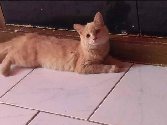 Gato ra a Srd idade 1 ano nome Debby