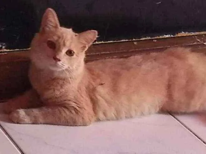 Gato ra a Srd idade 1 ano nome Debby