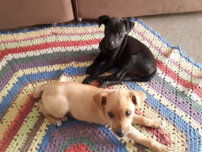 Cachorro ra a Vira lata idade 2 a 6 meses nome Sem nome