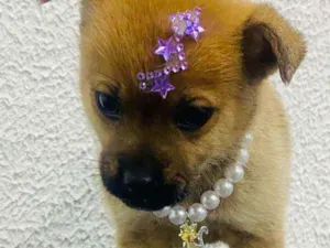 Cachorro raça  idade Abaixo de 2 meses nome Alice 