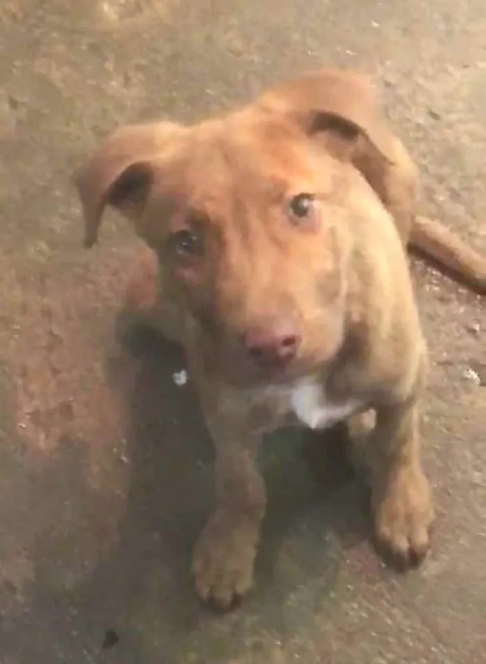 Cachorro ra a  idade 2 a 6 meses nome Filhote Sueli
