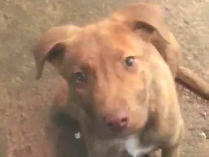 Cachorro ra a  idade 2 a 6 meses nome Filhote Sueli