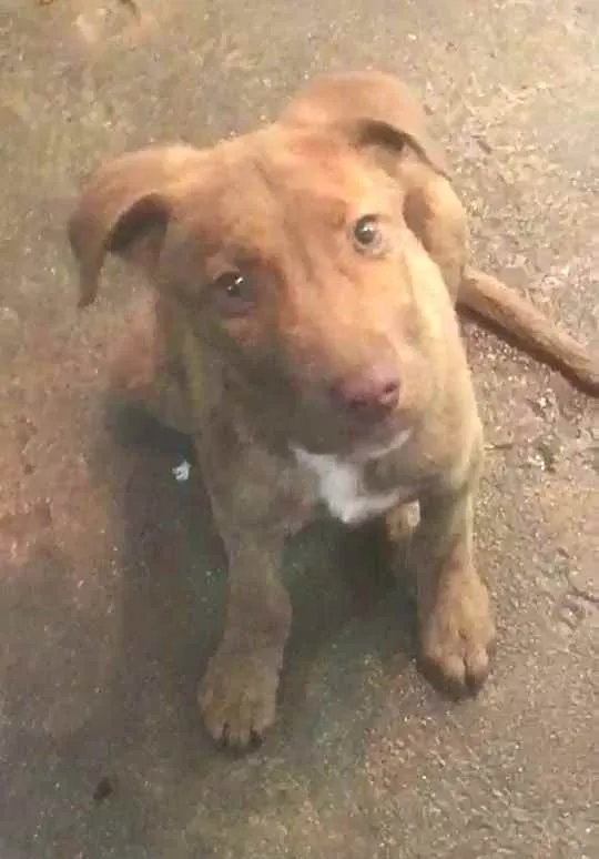 Cachorro ra a  idade 2 a 6 meses nome Filhote Sueli