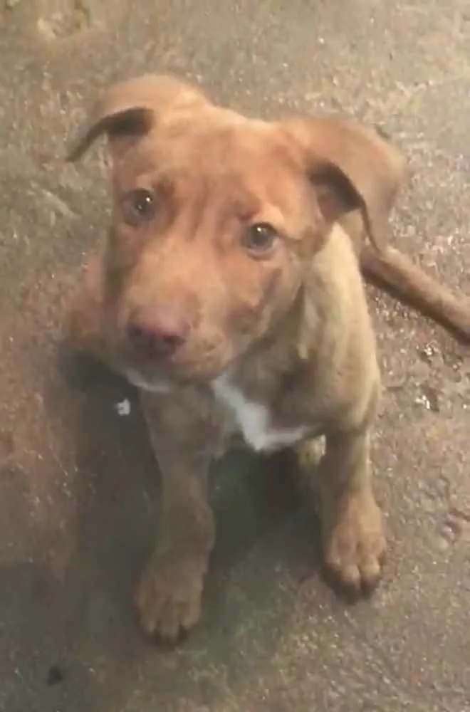 Cachorro ra a  idade 2 a 6 meses nome Filhote Sueli