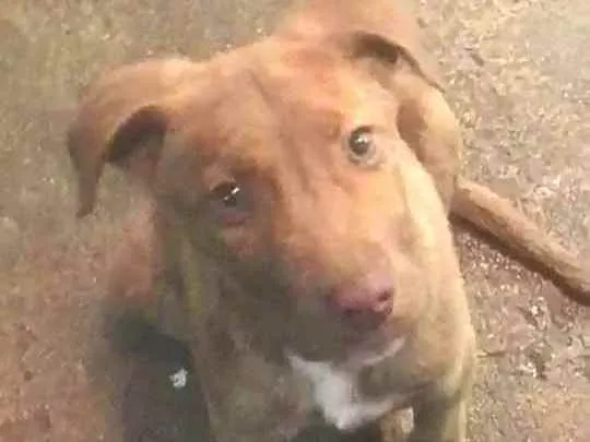 Cachorro ra a  idade 2 a 6 meses nome Filhote Sueli