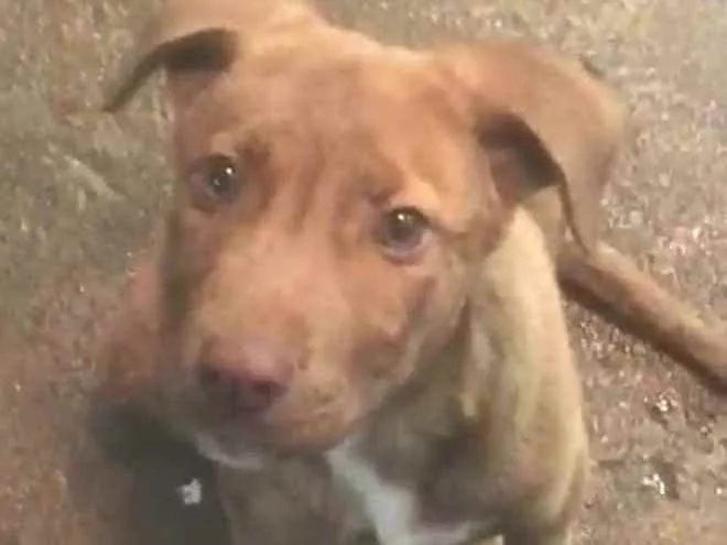 Cachorro ra a  idade 2 a 6 meses nome Filhote Sueli